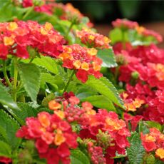 lantana in bloom 