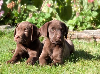 dogs in garden