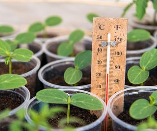 seedlings in a greenhouse and a thermometer showing the temperature