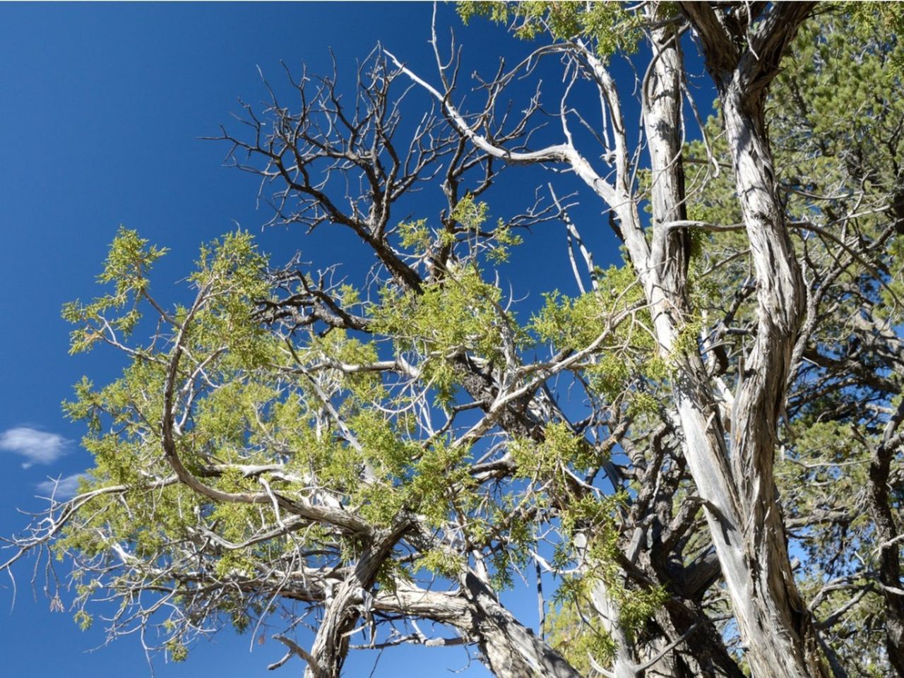 A Sun Bleached Tree