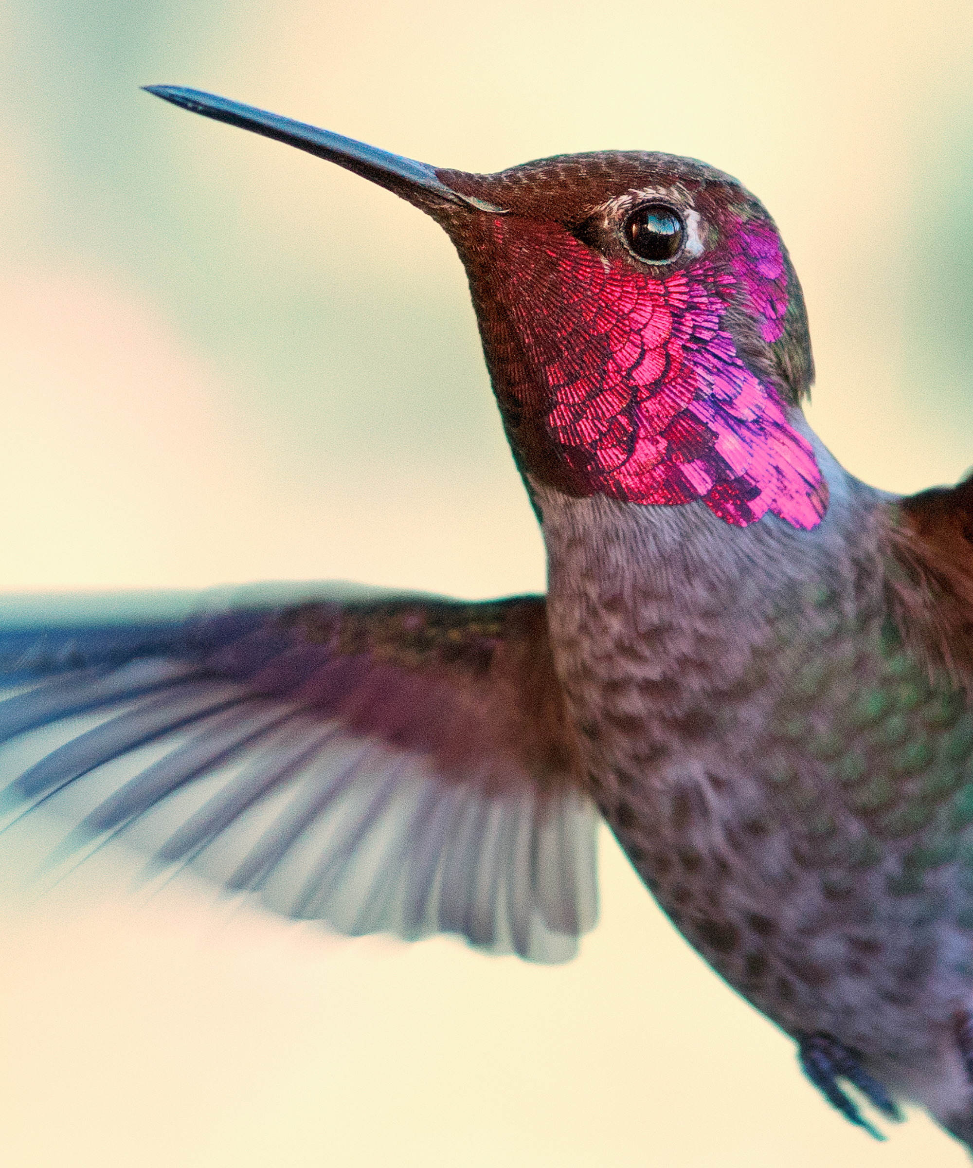 Closeup of male Anna's hummingbird in flight