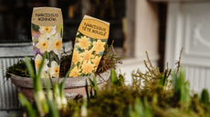Terracotta pot with moss and narcissi labels