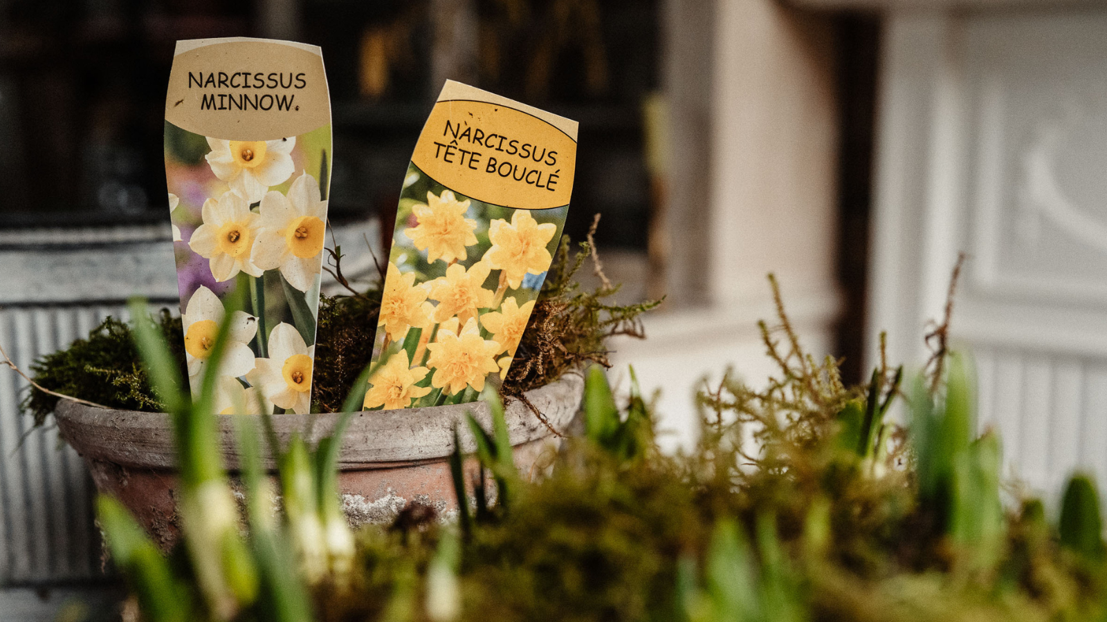 Terracotta pot with moss and narcissi labels