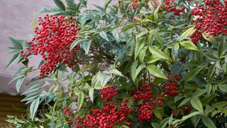 nandina domestica shrub with red berries