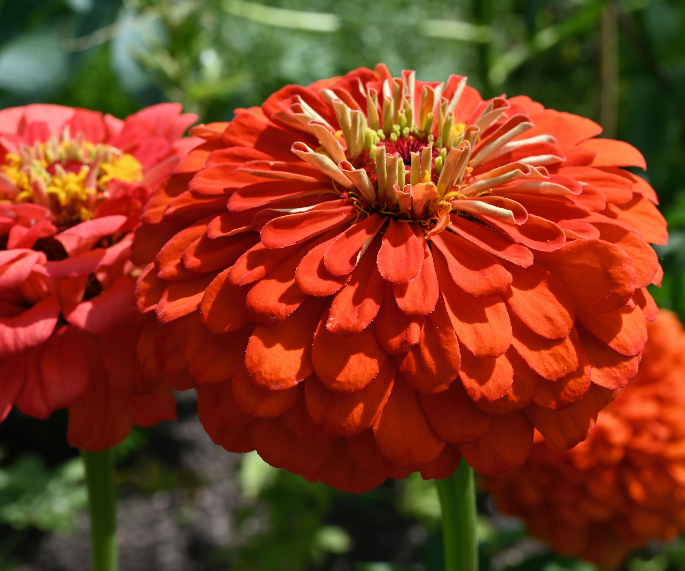 zinnia plants with red flower heads