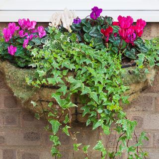 Cyclamen flowers and winter ivy in a hanging basket