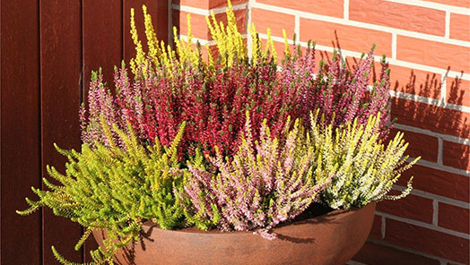 Heather in containers for texture