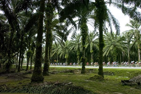 The peloton make their way in-between plantations during the 137.6 kilometre fourth stage.