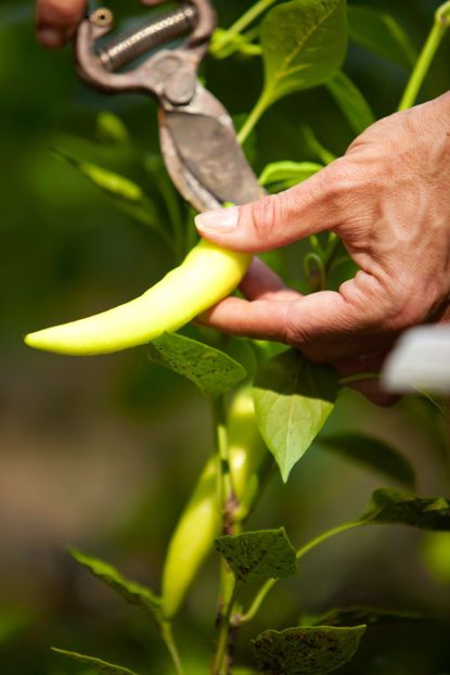 Hand Harvesting A Pepper