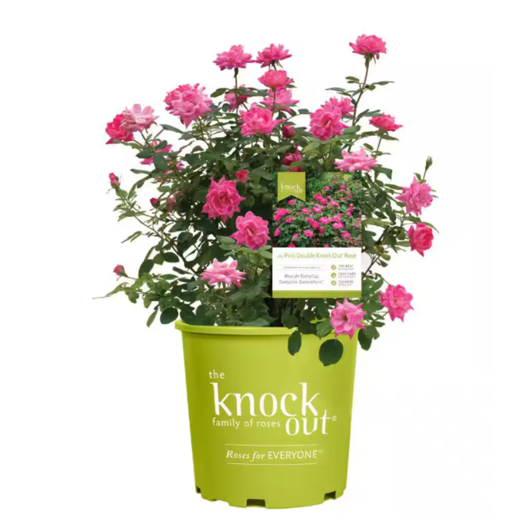 Knock Out, 2 Gal. Pink Rose Bush