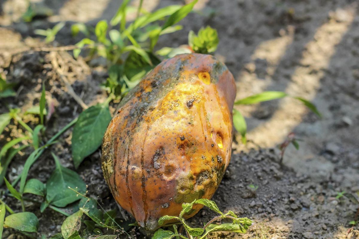 Fruit Drop In Papaya Why Papaya Fruit Is Falling Off Tree Gardening Know How