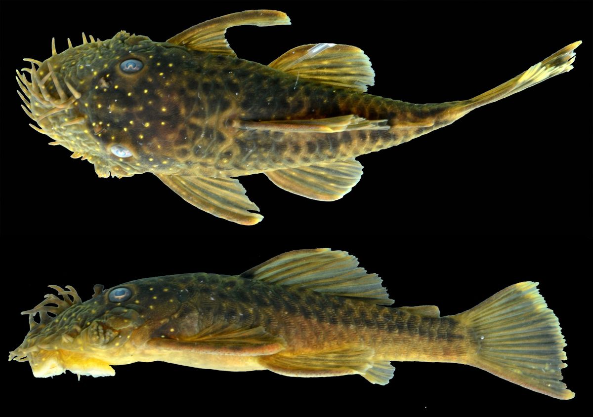These Newfound Catfish Species Are Either the Ugliest Fish Ever or