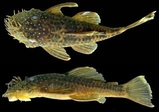 &lt;em&gt;Ancistrus kellerae &lt;/em&gt;, is one of six new species of bristlenose catfish discovered in the Amazon.