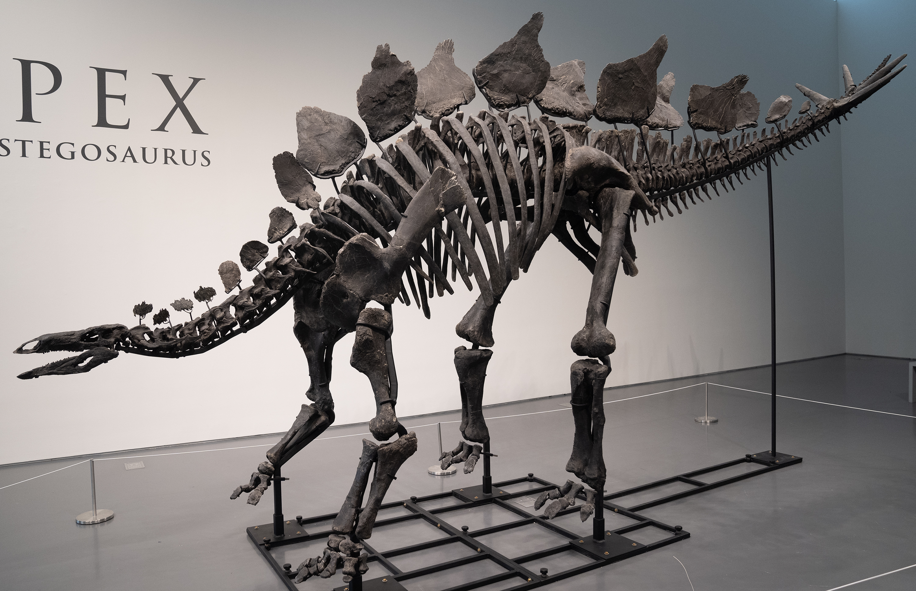 Apex the Stegosaurus