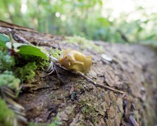 banana slug on a redwood tree