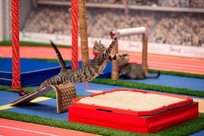 KittenSummerGames_1057_864.jpg