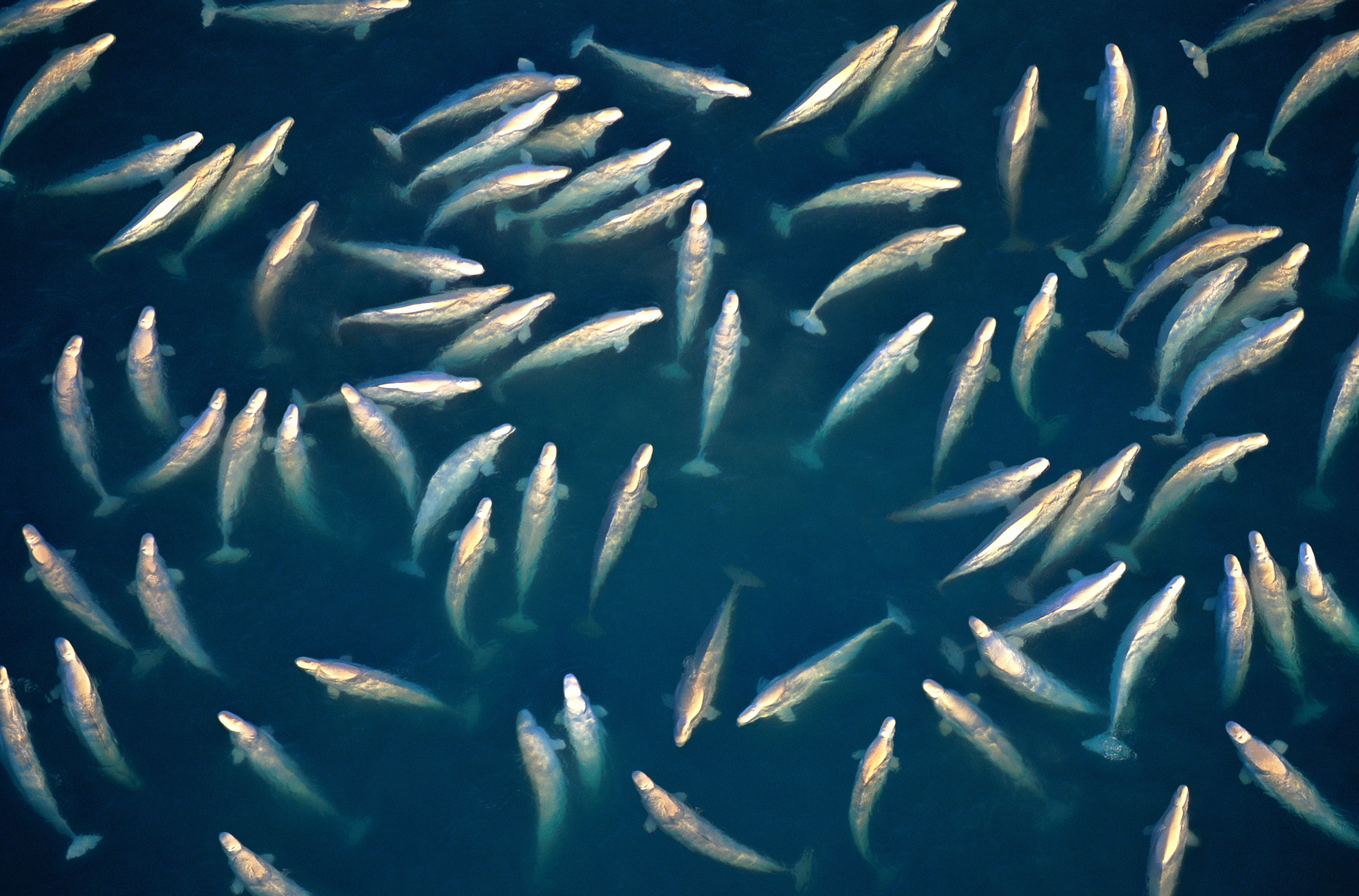 Aerial shot of lots of beluga whales swimming together
