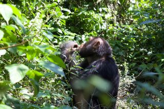 Chimpanzees of Kyambura Gorge