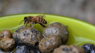 A shallow dish filled with pebbles and water and bee stopping to drink