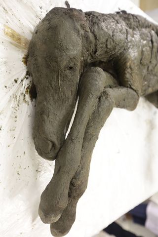 preserved foal