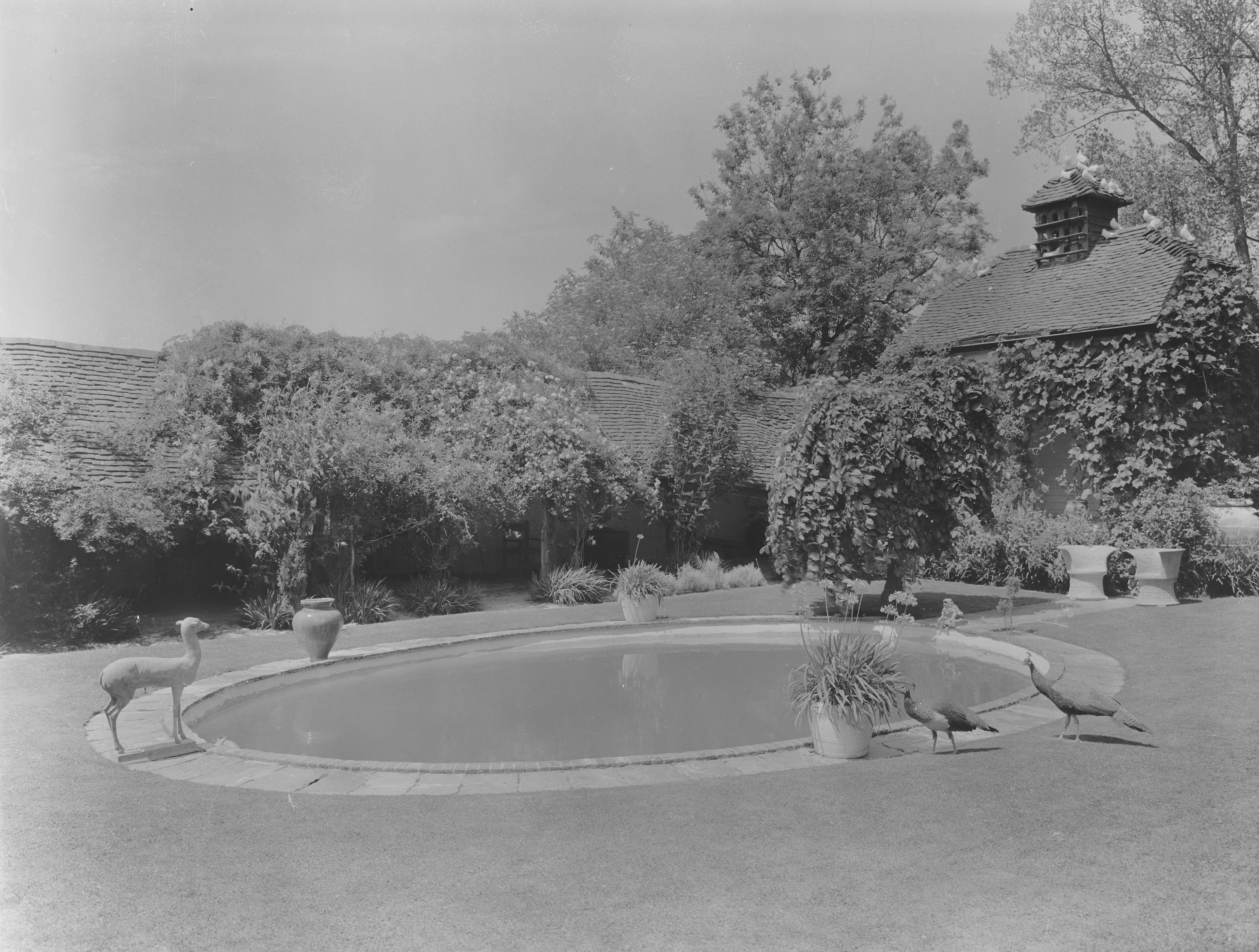 Images of Valewood Farm, with plenty of peacocks