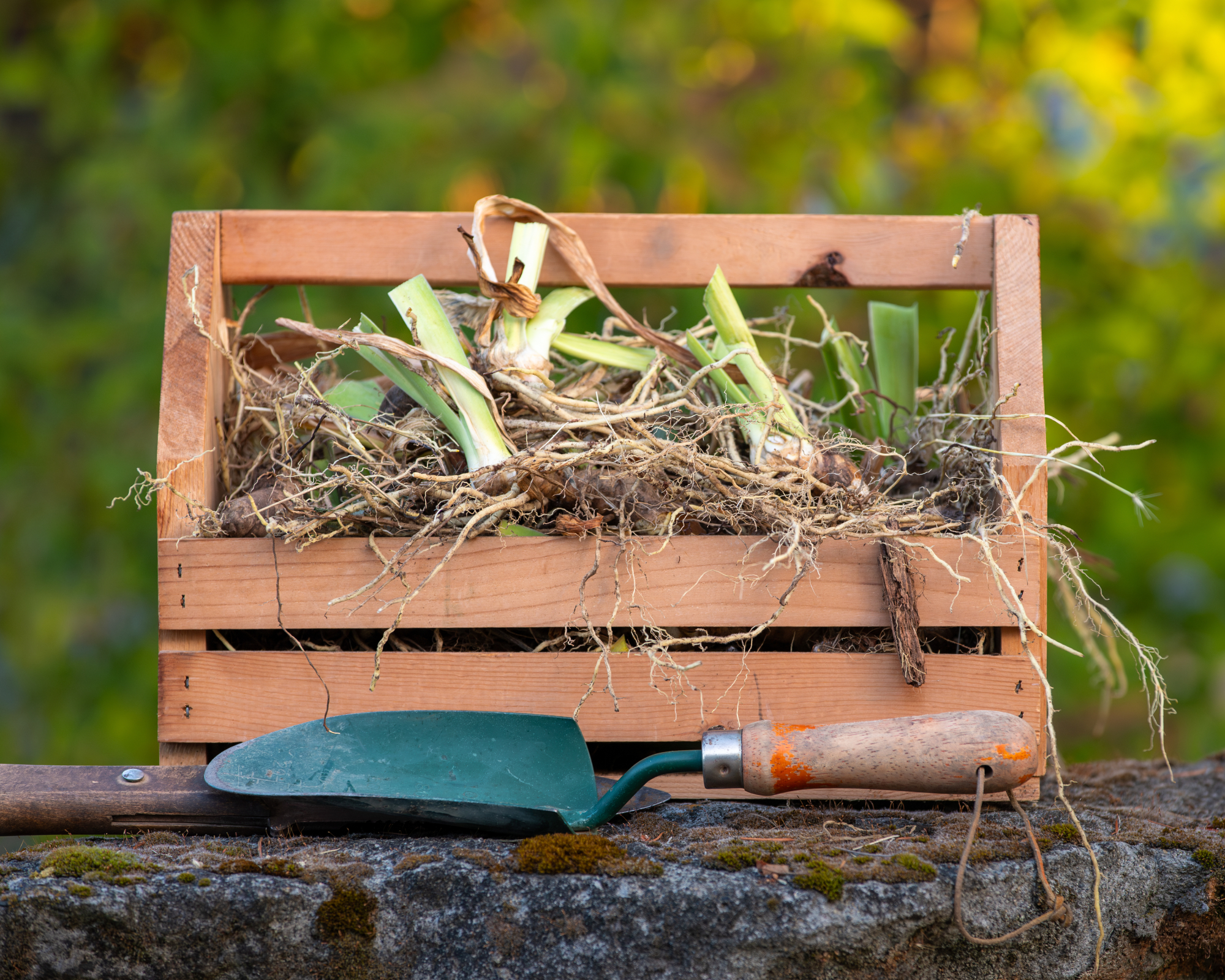 Iris rhizomes in a crate