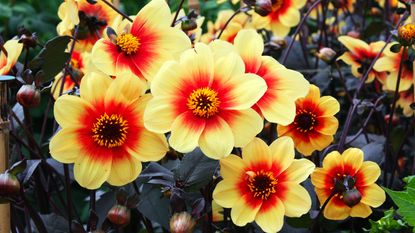 dahlia tubers are a top option for what to plant in February