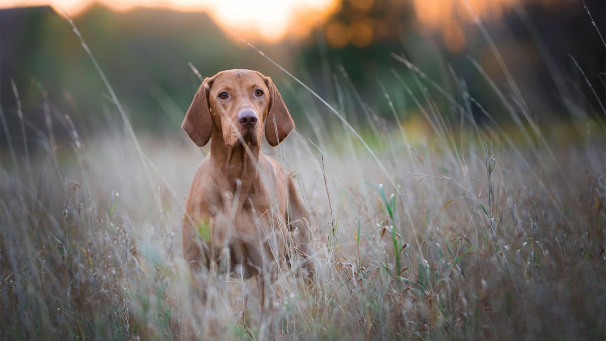 Projets pour animaux de compagnie : comment partager votre maison avec des chats et des chiens