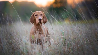 petplan dog image of hound for dog DNA test
