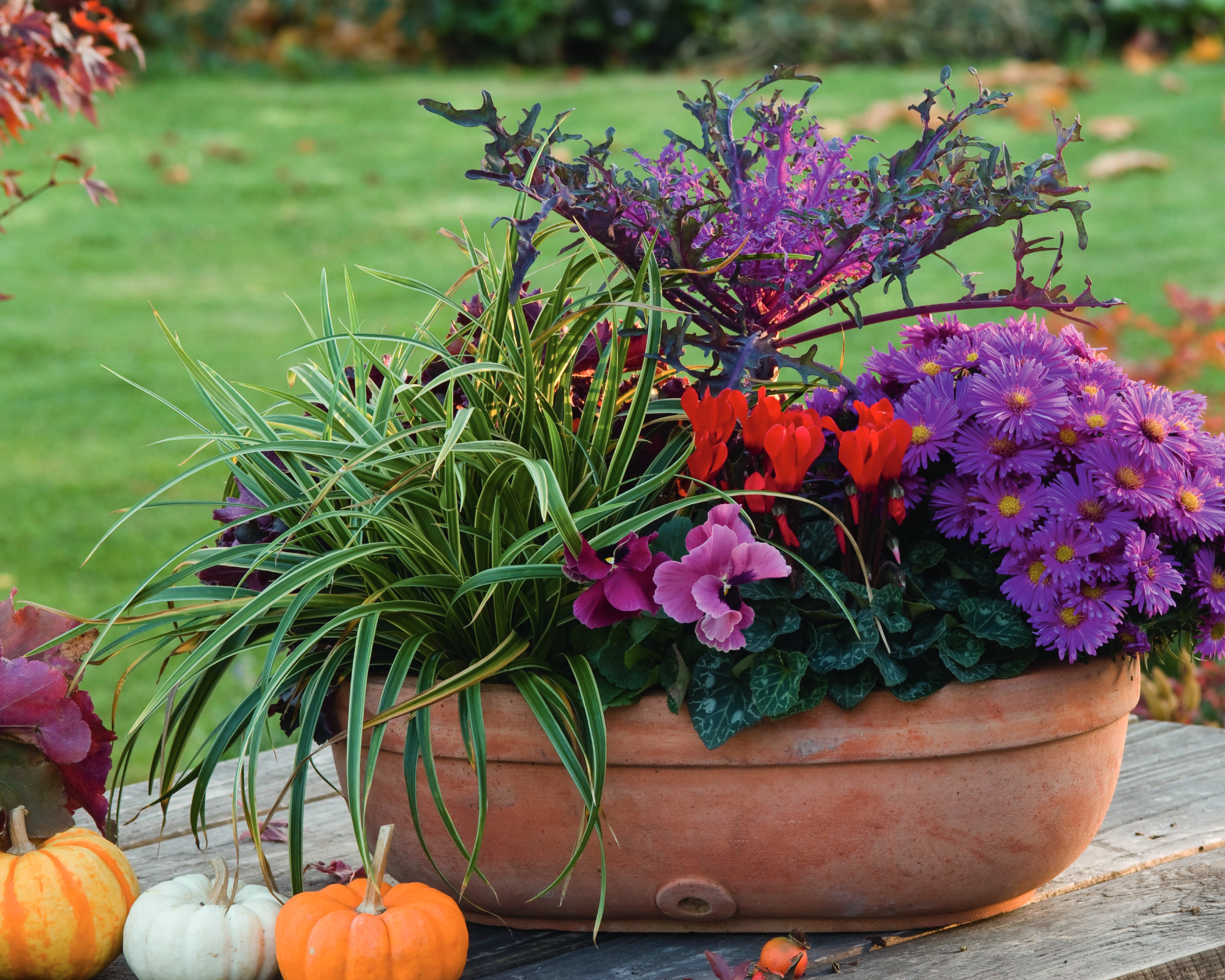 Aster dumosus 'Purple Diamond', Carex morrowii 'Ice Dance', Cyclamen, Brassica 'Peacock', Viola wittrockiana in terracotta container with Cucurbita