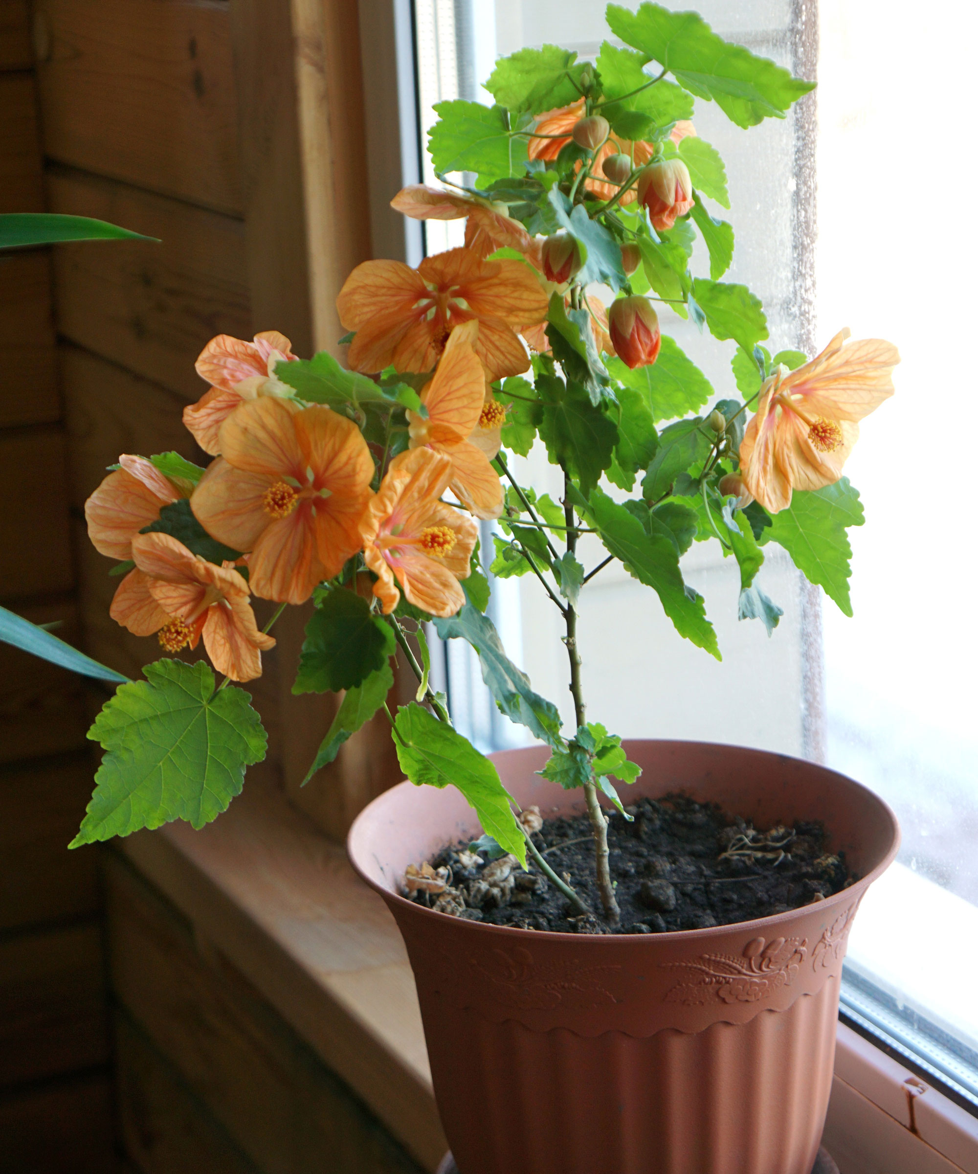potted abutilon with orange flowers placed near windowsill