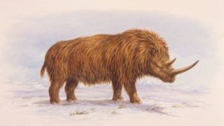 Illustration of a woolly rhinoceros standing on snow. The rhino is rust-colored and has long, shaggy fur.