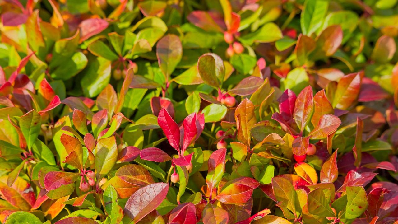 checkerberry foliage showing red leaves