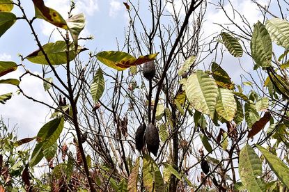 cocoa trees and pods that have dried due to the lack of rain in the department of Lakota, in southwestern Ivory Coast