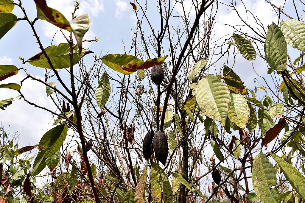 cocoa trees and pods that have dried due to the lack of rain in the department of Lakota, in southwestern Ivory Coast