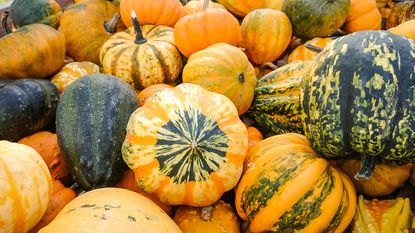 Close up of lots of colourful gourds