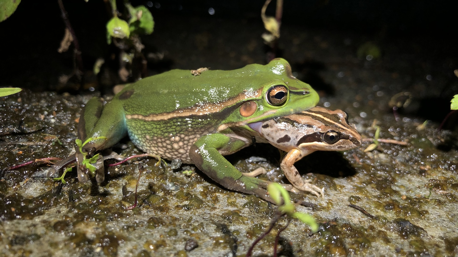  'It's risky for male frogs out there': Female frog drags and attempts to eat screaming male 