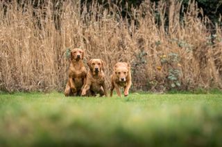 Jill Parsons and her Fox Red Labradors