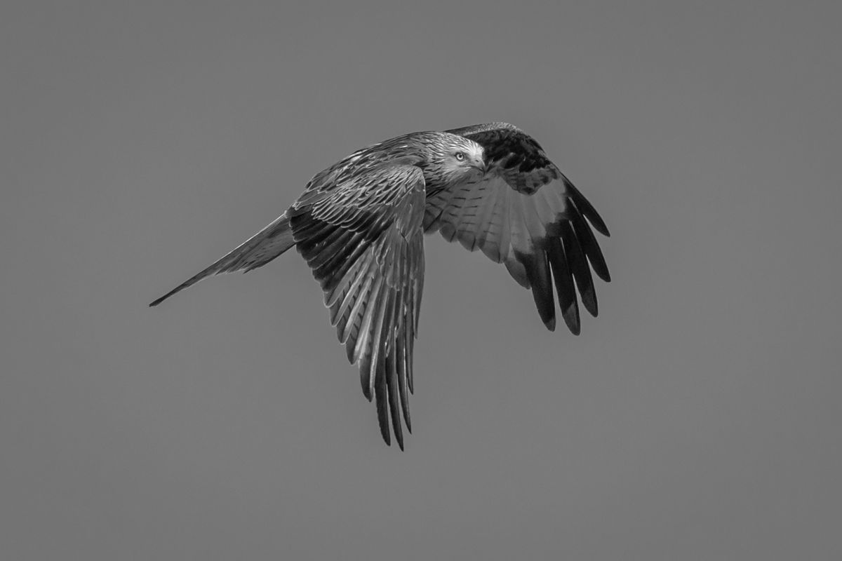 GuruShots - Powerful Black &amp; White Jan 26