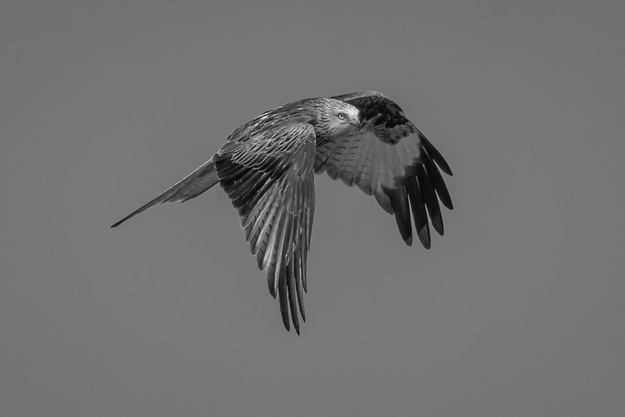 GuruShots - Powerful Black &amp; White Jan 26