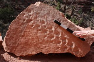 image of fossilized tetrapod tracks found in grand Canyon