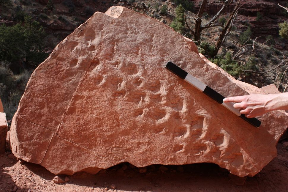 313-million-year-old track marks found in Grand Canyon