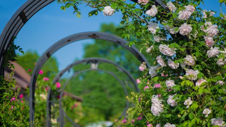 Garden arches