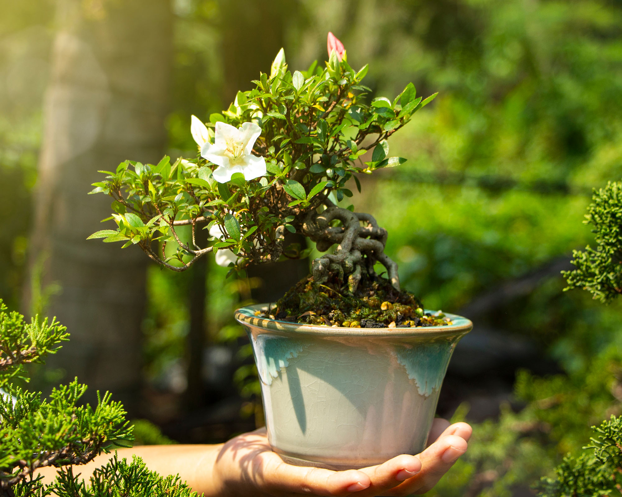 White satsuki azalea bonsai tree in gardener's hand