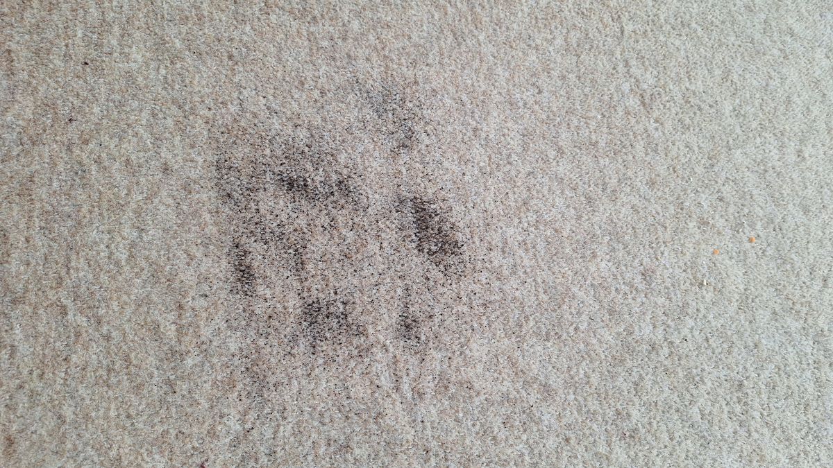 Carpet after 2 passes in Strong mode &ndash; A sprinkling of dry tea on a beige carpet