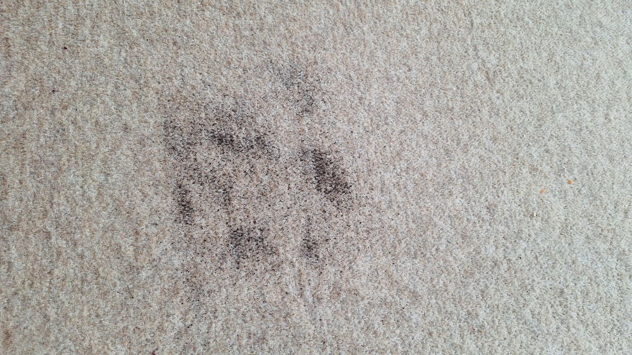 Carpet after 2 passes in Strong mode &ndash; A sprinkling of dry tea on a beige carpet