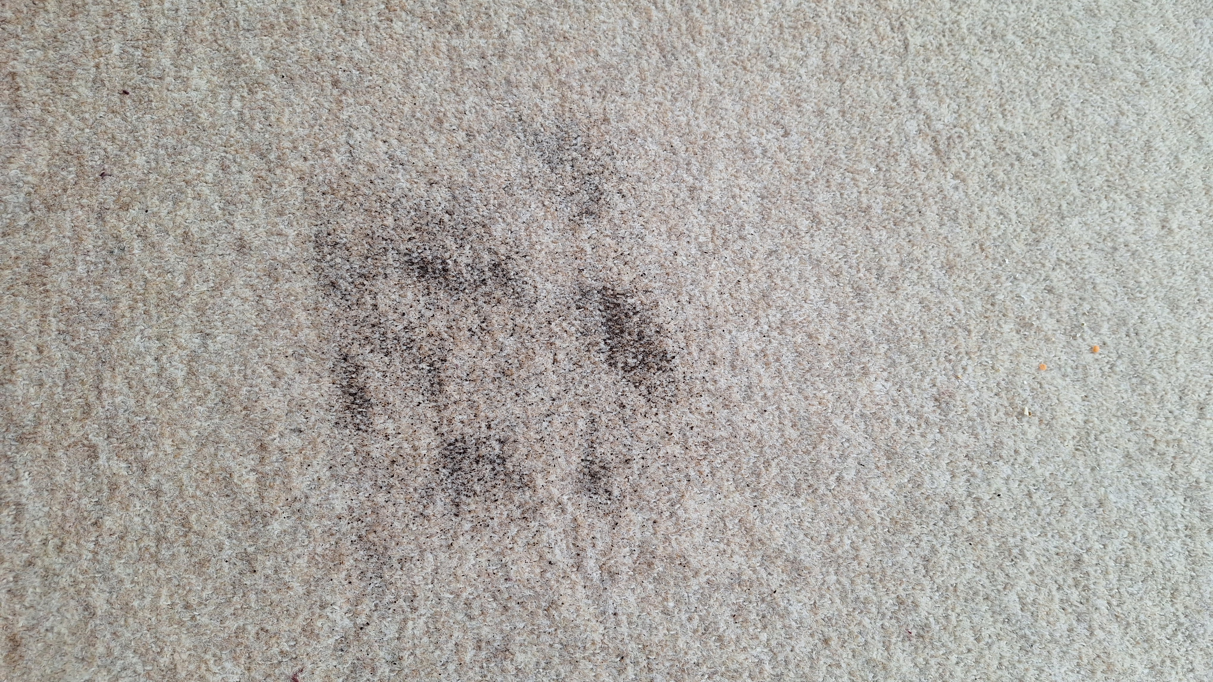 Carpet after 2 passes in Strong mode – A sprinkling of dry tea on a beige carpet