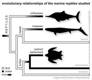 The evolutionary relationship of leatherbacks, ichthyosaurs and mosasaurs. All three species descended from land-dwelling ancestors.