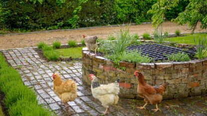 Chickens in the garden walking around a round raised flower bed in a garden