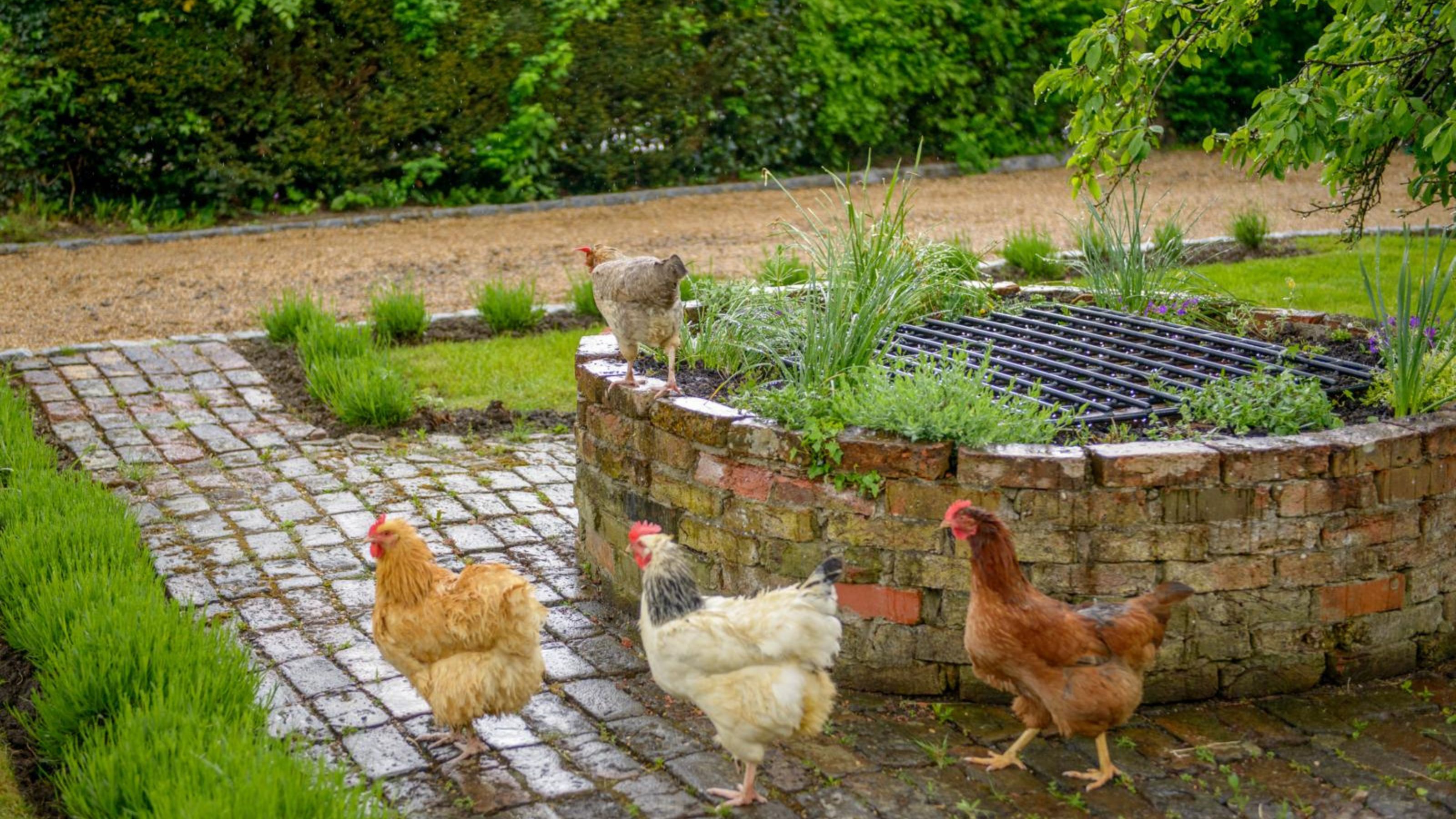 How to prepare raised beds for winter and what to grow | Ideal Home